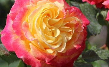 Trandafir floribund Gartenspass Rna